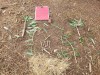 IMG-20230629-WA0003