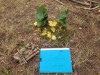 IMG-20230629-WA0010